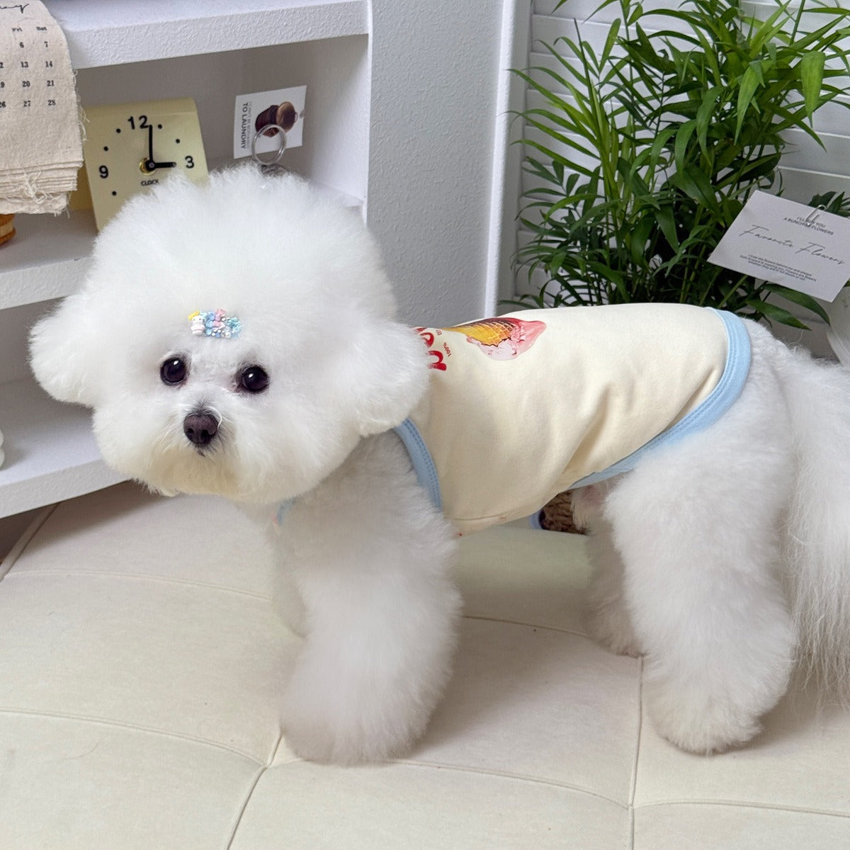 Dog clothes